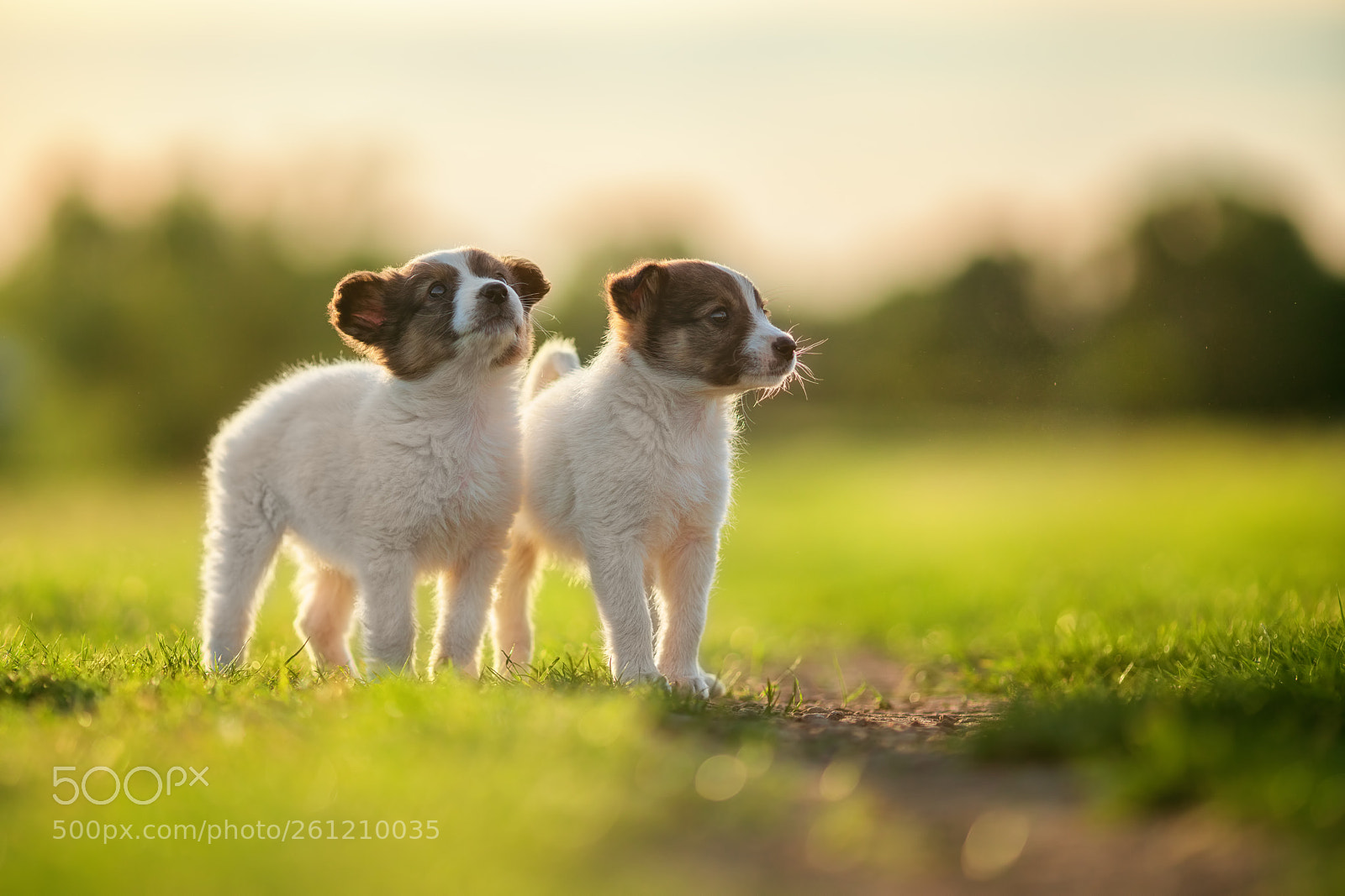 Sony a7R II sample photo. Two small dogs playing photography