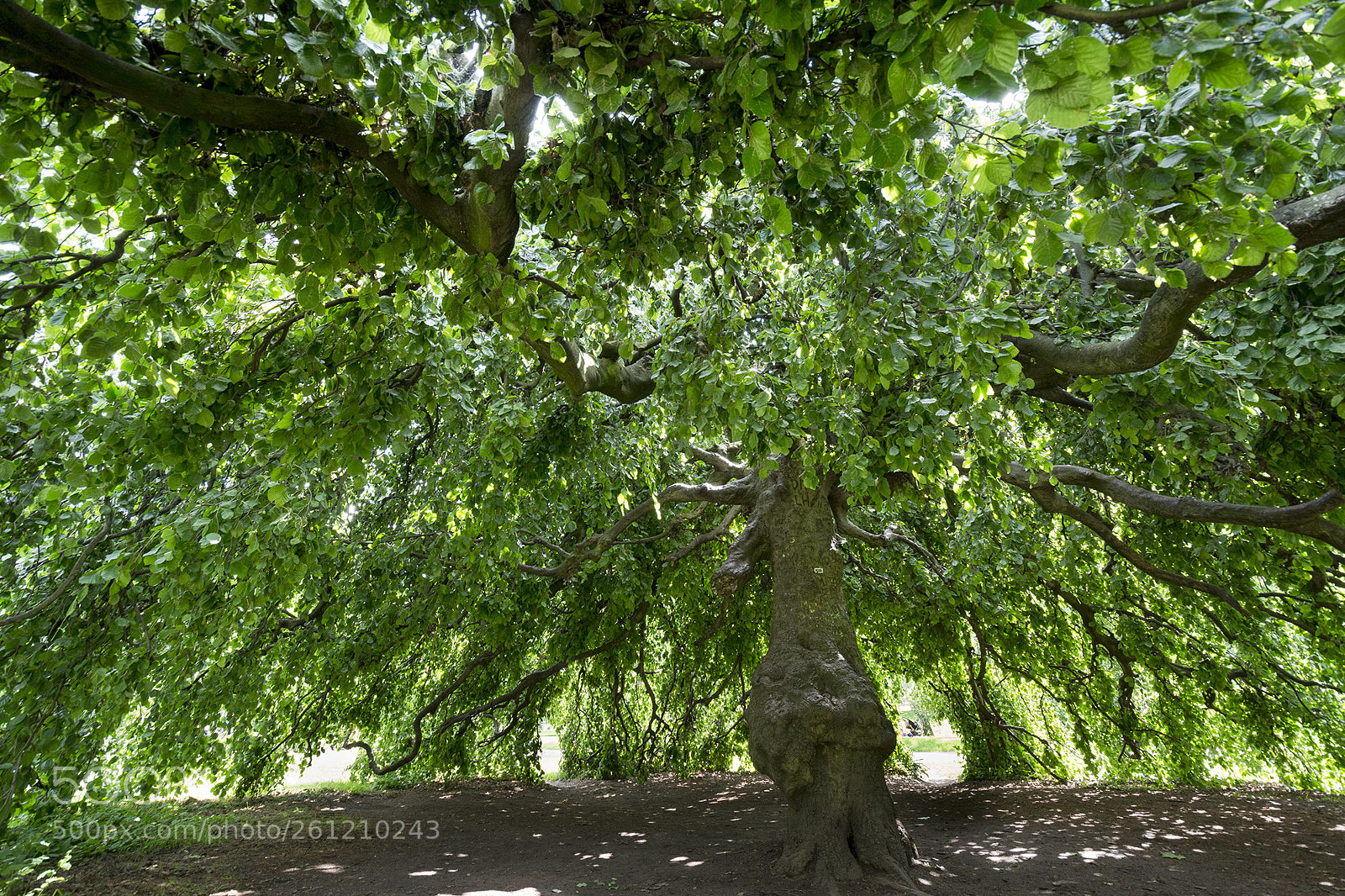 Nikon D7100 sample photo. Tree photography