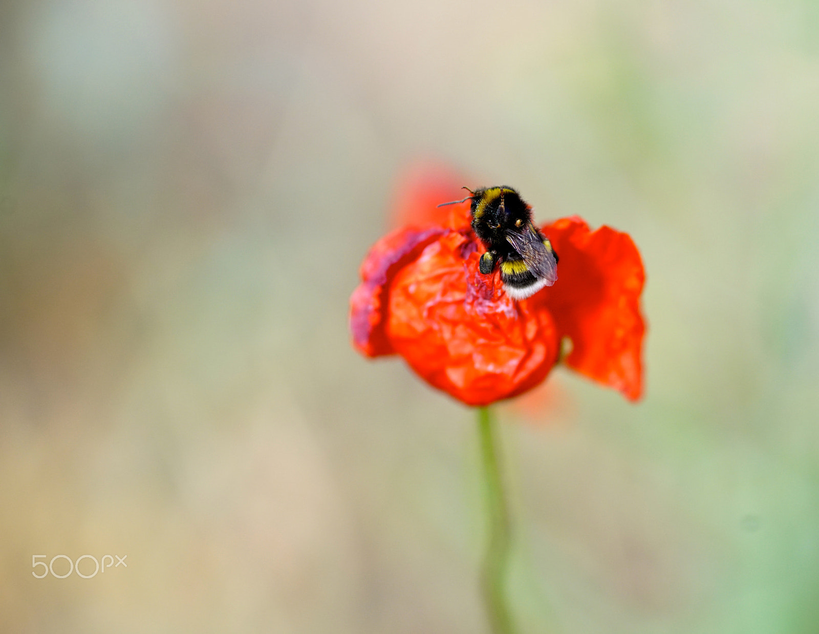 Sony a99 II sample photo. Poppy & bumblebee photography