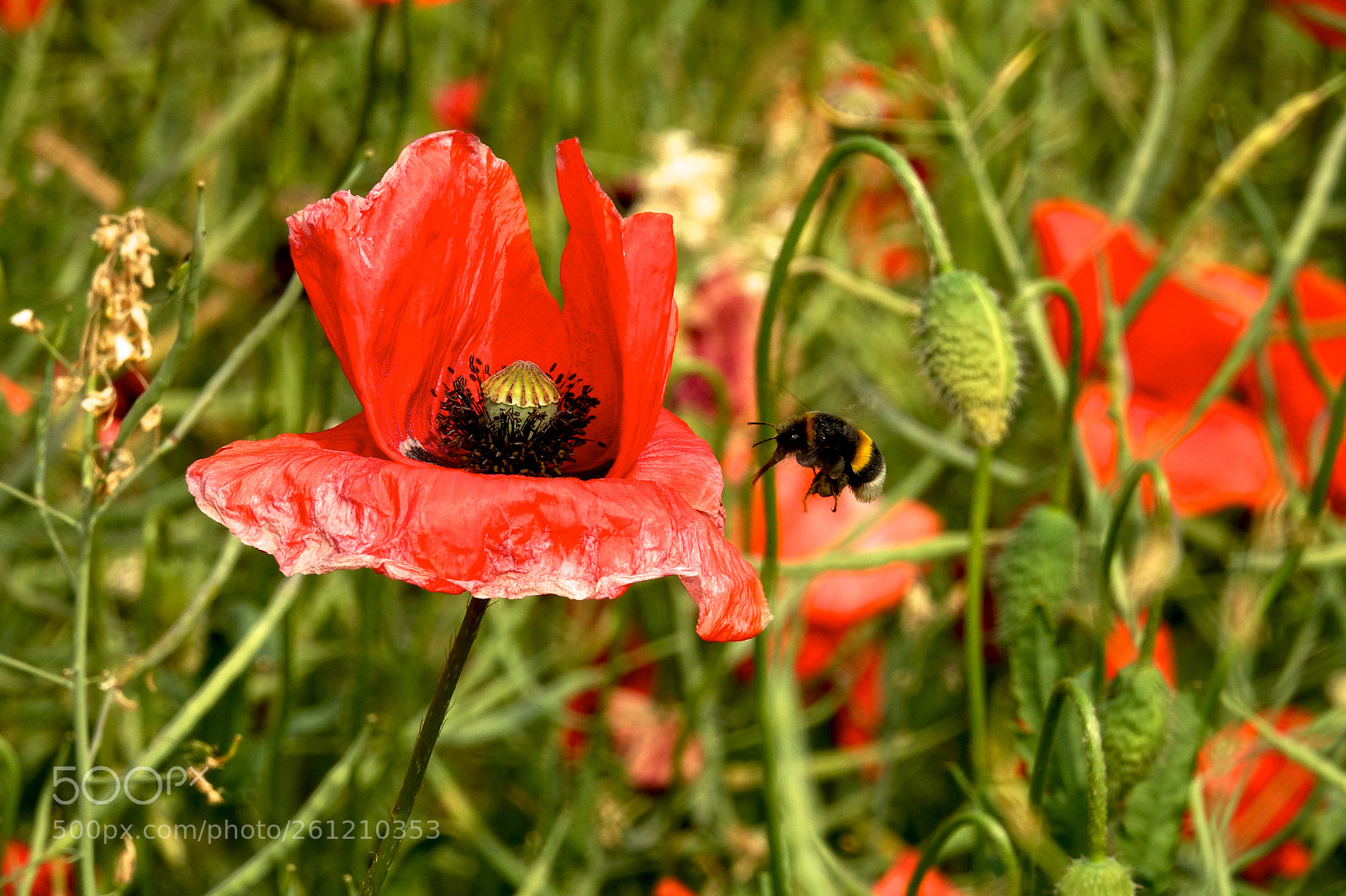 Sony Cyber-shot DSC-RX10 III sample photo. Poppy & bumblebee photography