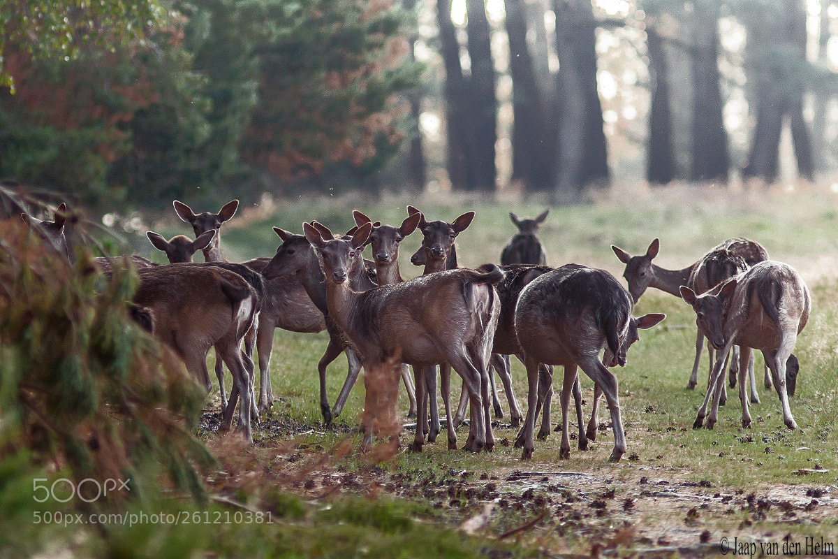Canon EOS 70D sample photo. Deer photography
