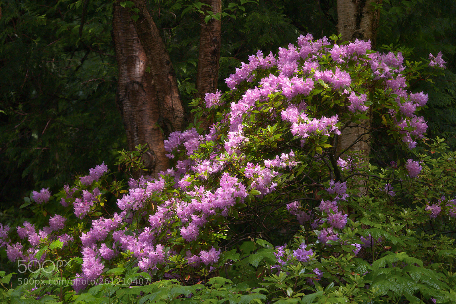 Nikon D700 sample photo. Rhododendron photography
