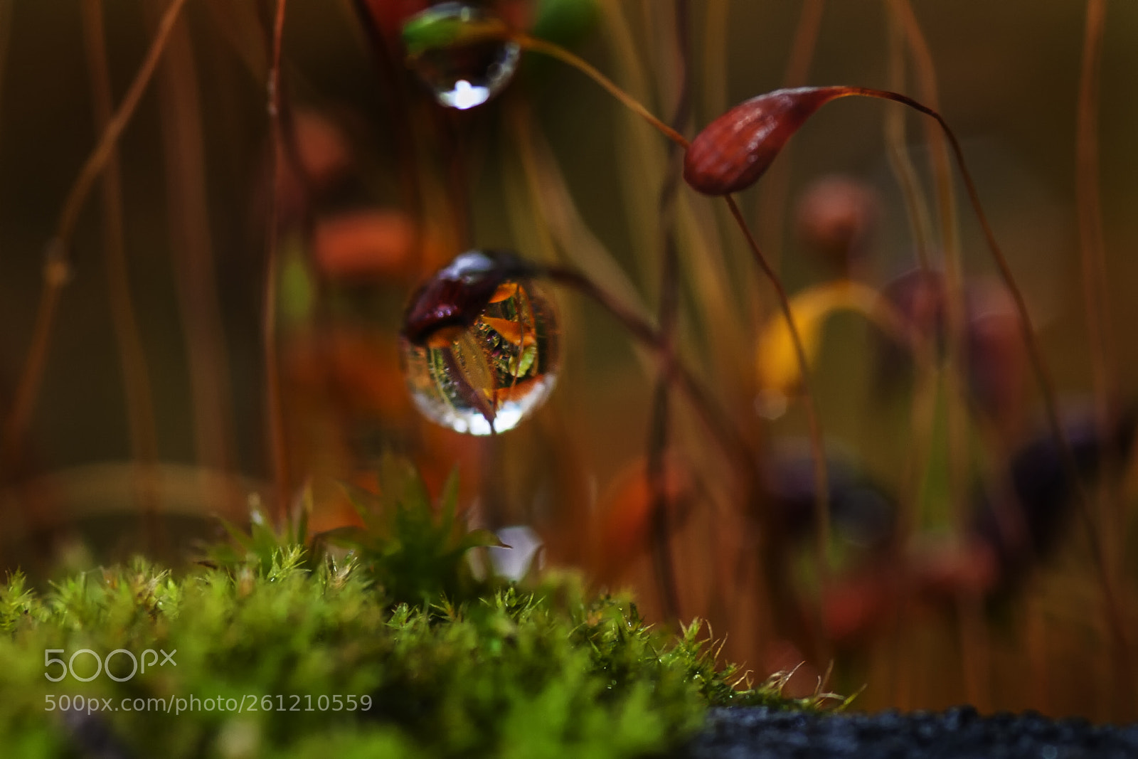 Nikon D700 sample photo. Dewdrop photography
