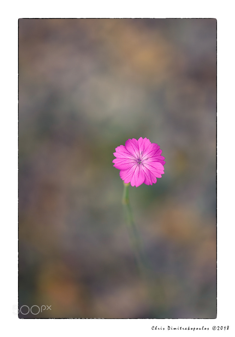 Nikon D7000 sample photo. A purple flower photography