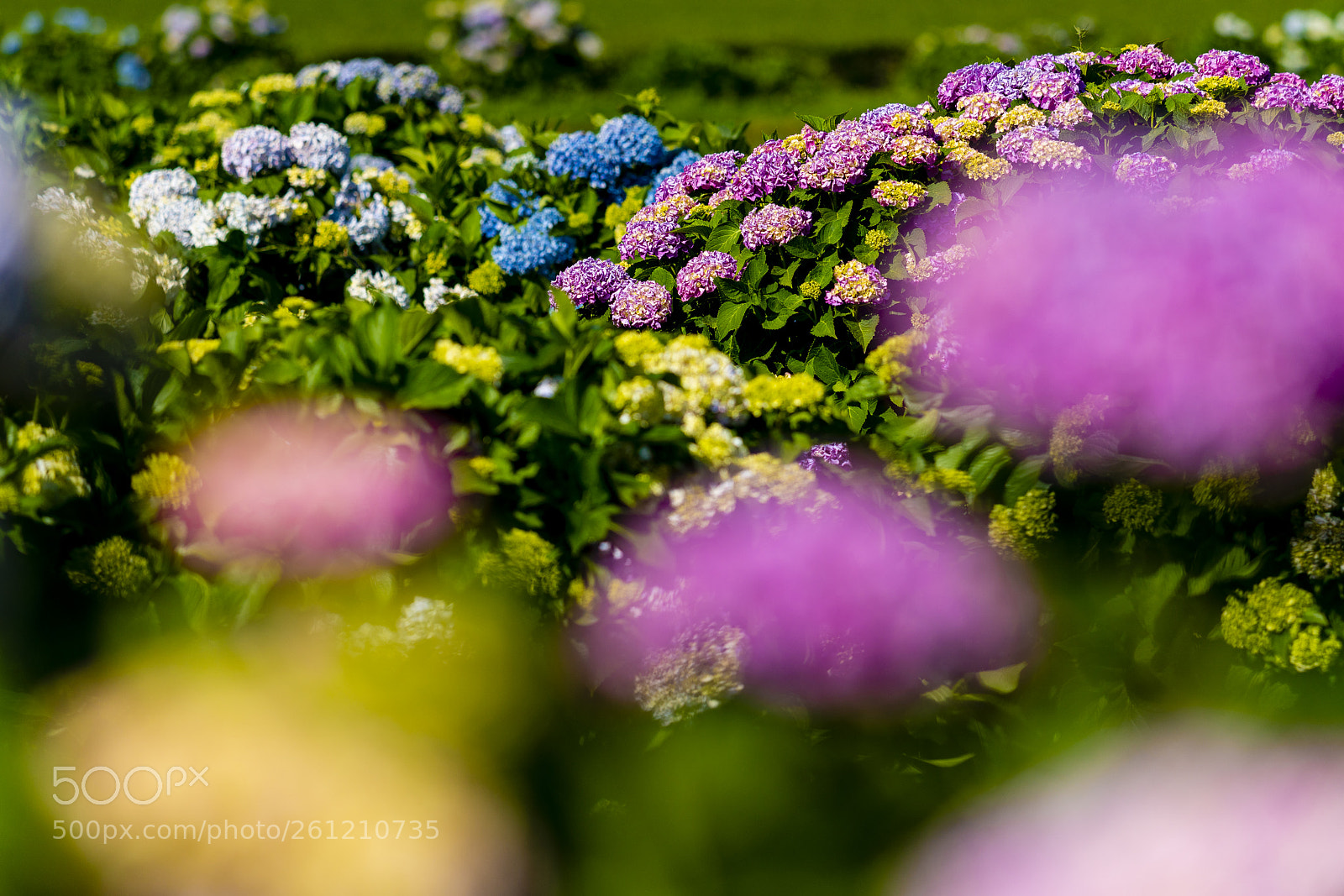 Sony a7R III sample photo. Colorful (ajisai no sato 3) photography