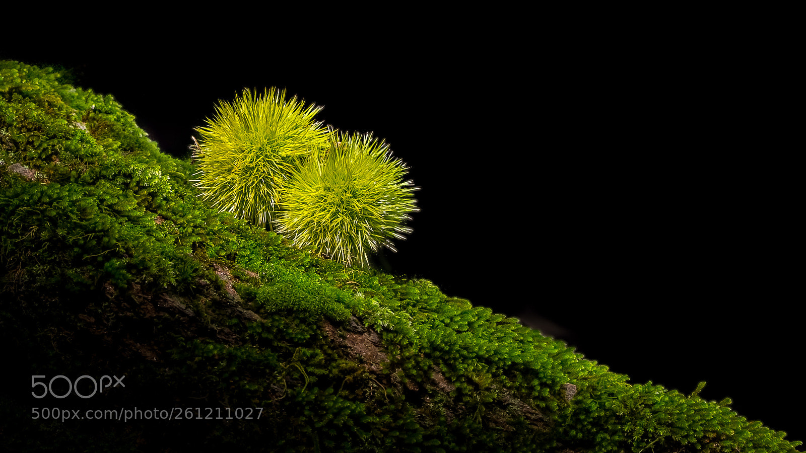 Canon EOS 6D sample photo. Simply green photography
