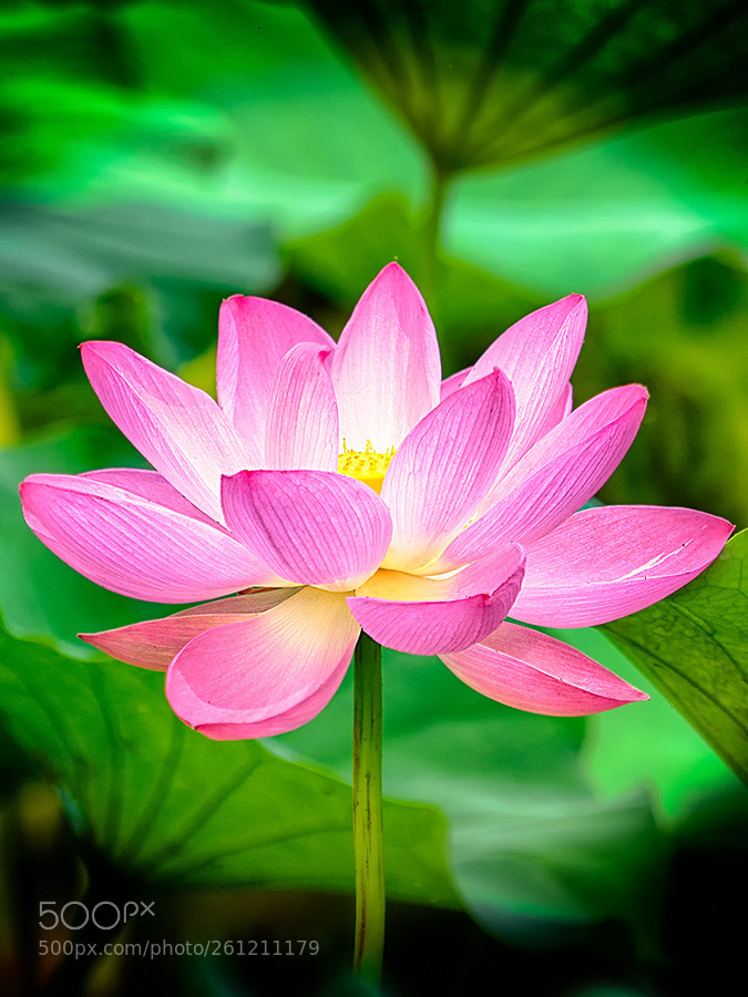 Sony a7R sample photo. A lotus flower photography