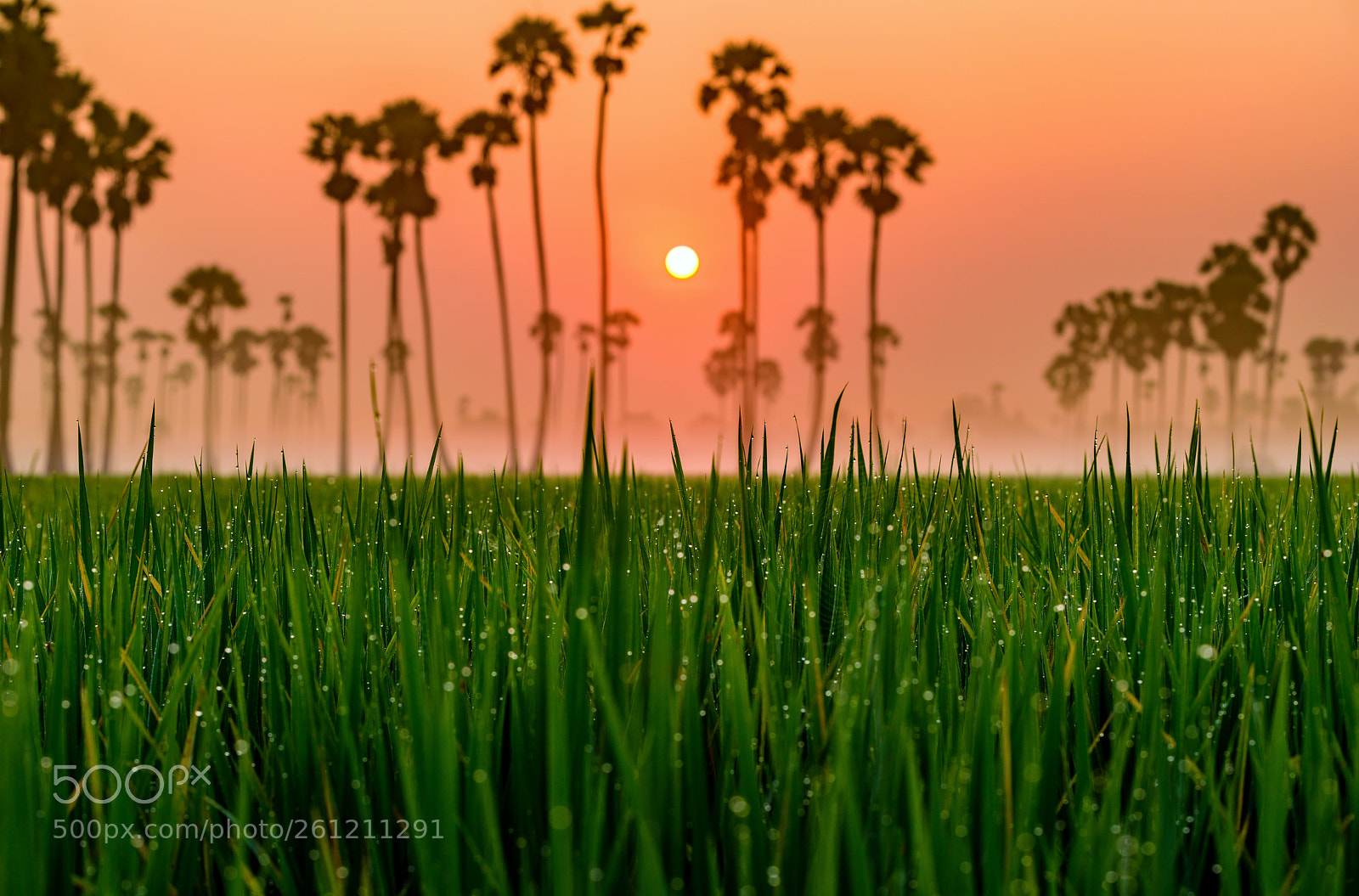 Nikon D810 sample photo. Landscape of rice farm photography