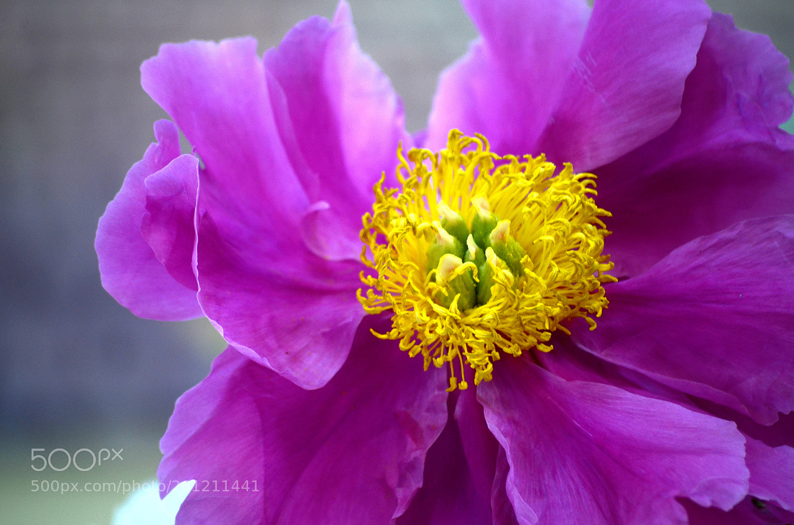 Nikon D5100 sample photo. Peony flower photography