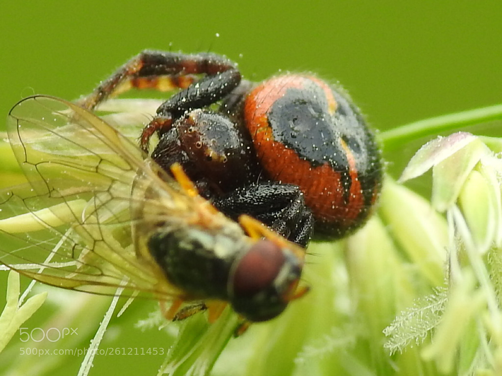 Nikon Coolpix P900 sample photo. Crab spider photography