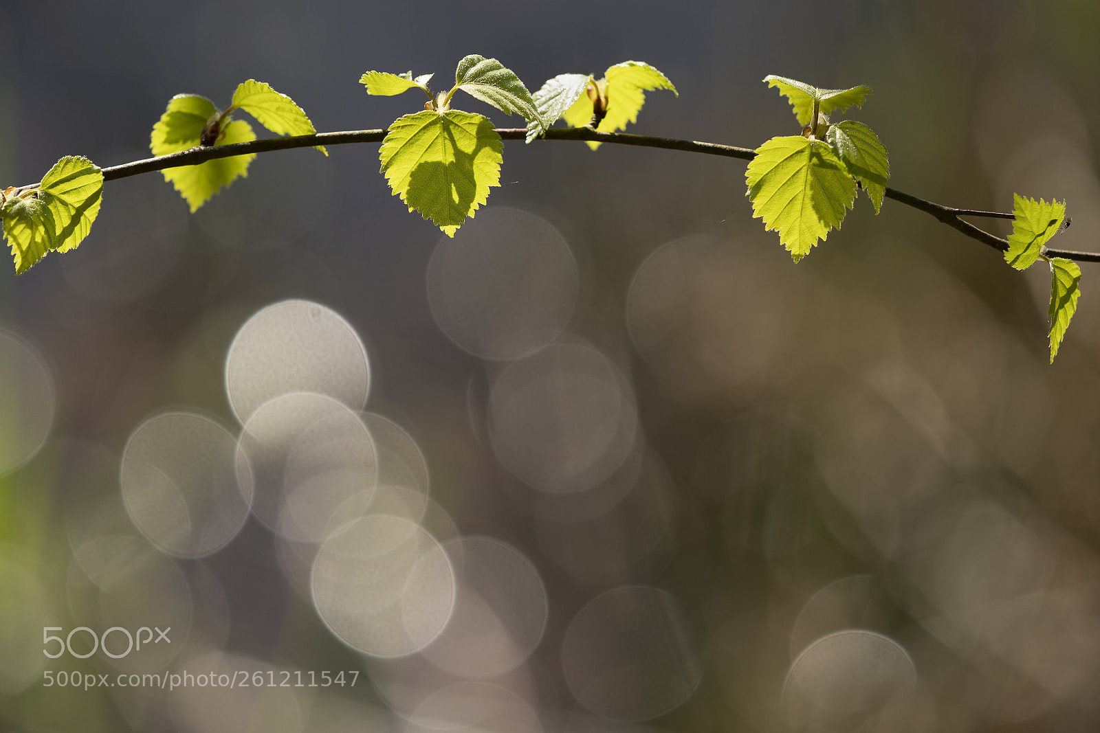 Sony a7R III sample photo. Backlit leaves and bokeh photography