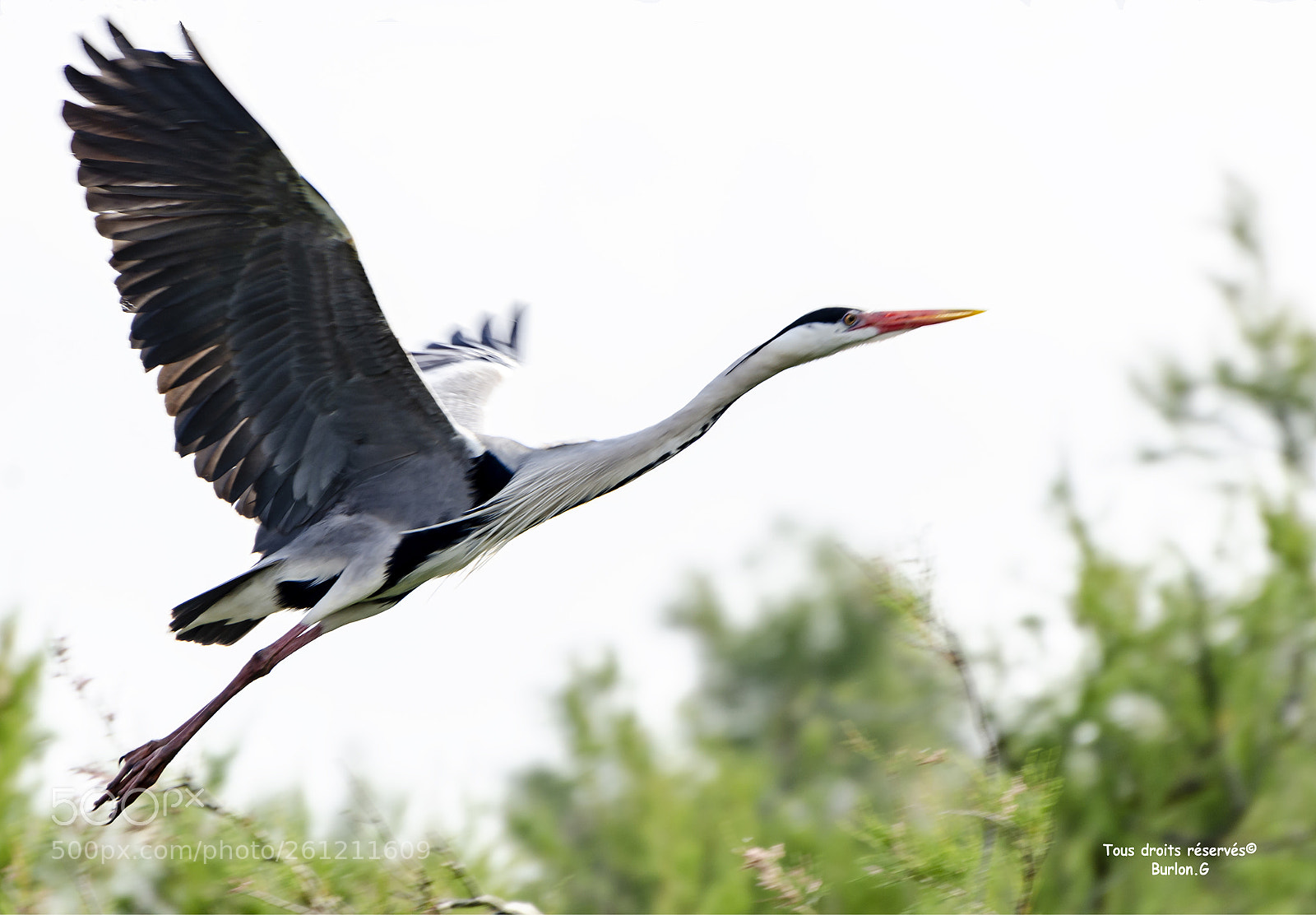 Nikon D7000 sample photo. () photography