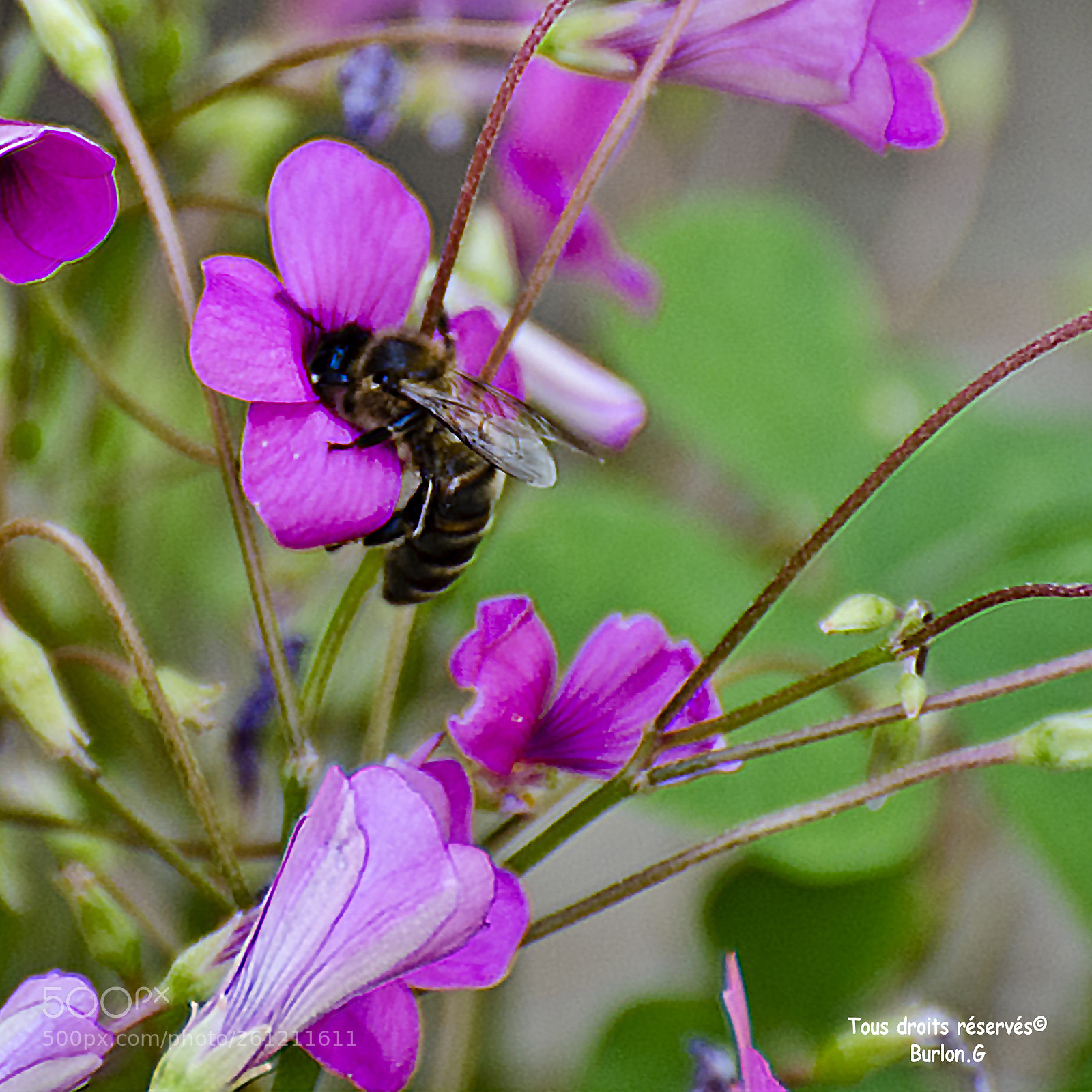 Nikon D7000 sample photo. ()mod photography