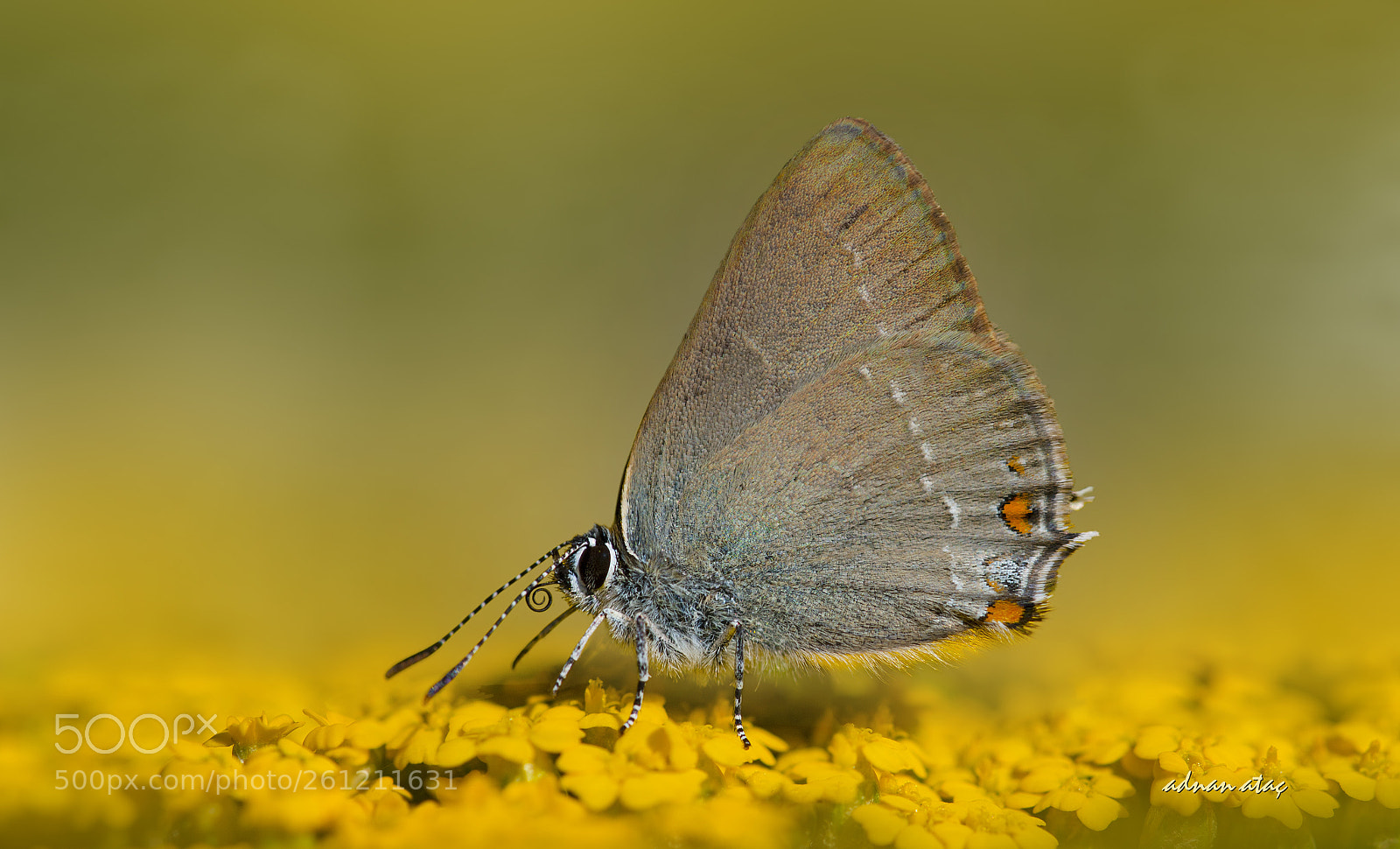 Nikon D5 sample photo. Minik sevbeni - satyrium photography
