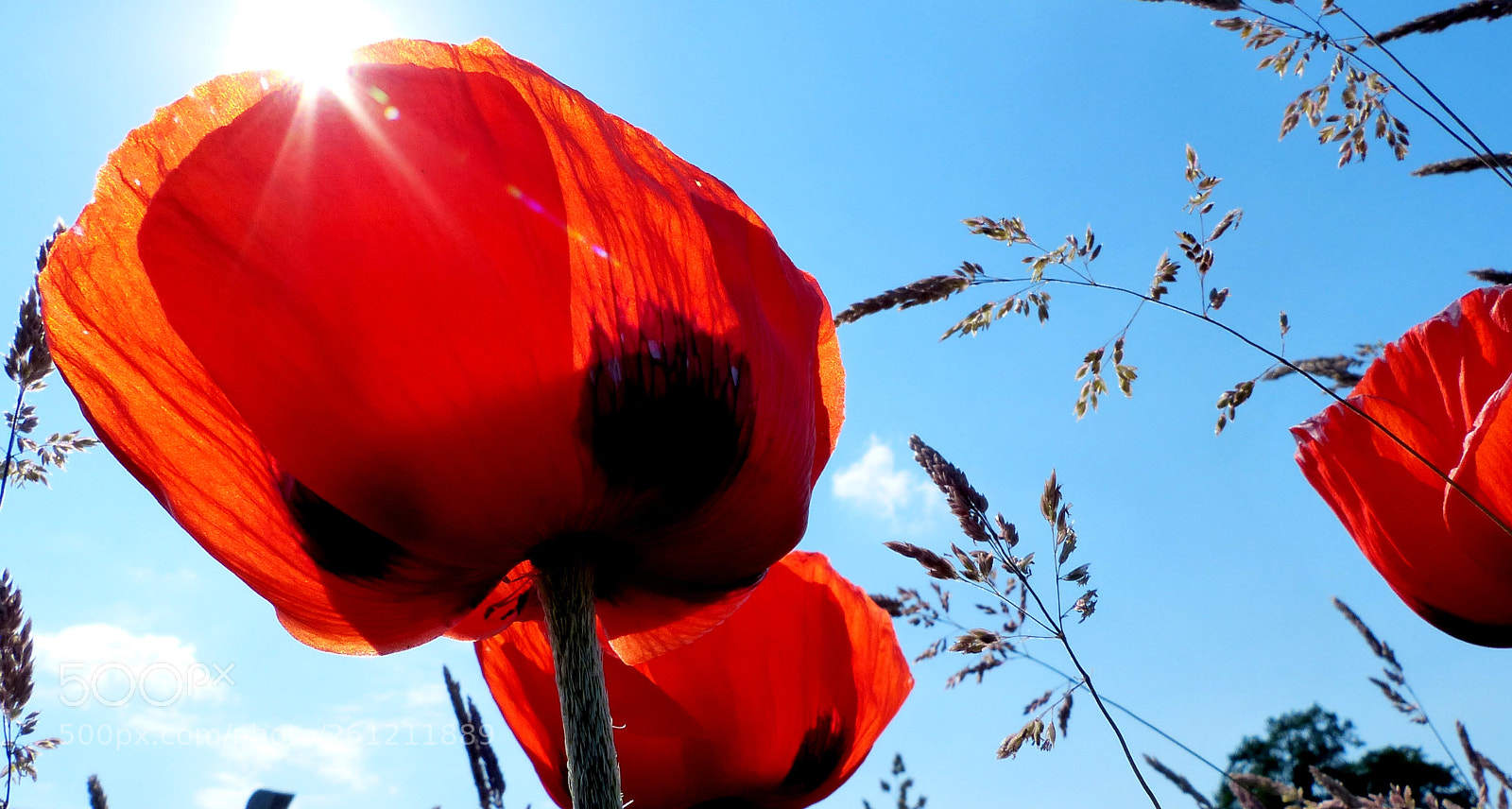 Panasonic Lumix DMC-FZ200 sample photo. Poppies. photography