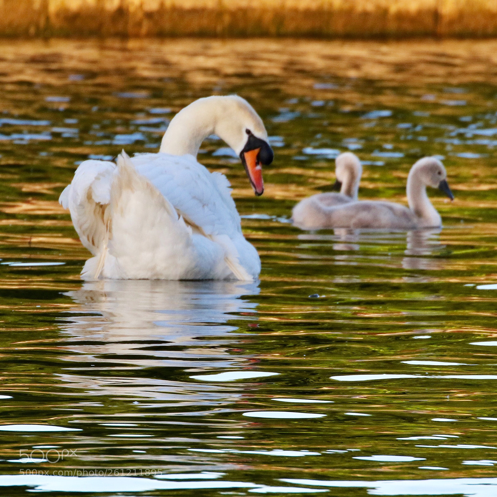 Canon EOS 7D Mark II sample photo. Family time photography