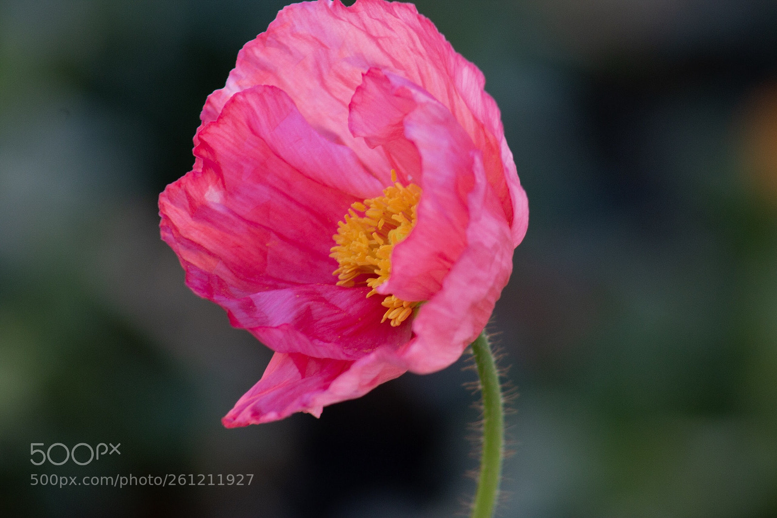 Canon EOS 70D sample photo. Pink poppy photography