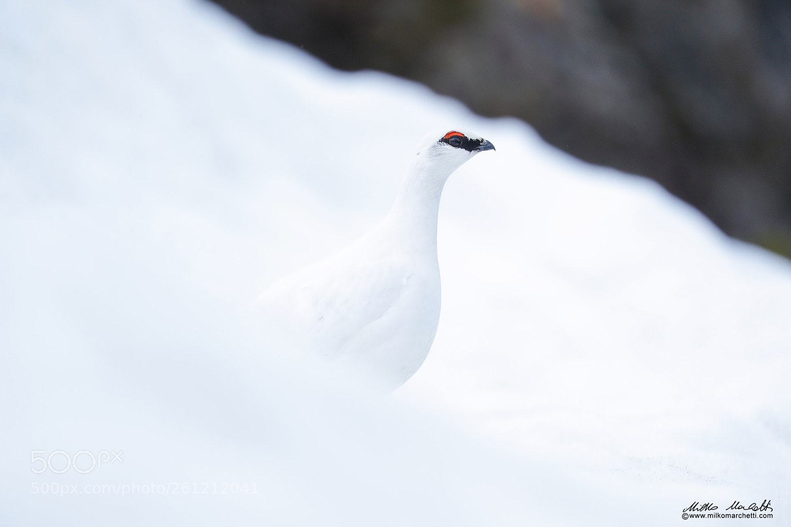 Canon EOS-1D X Mark II sample photo. Rock ptarmigan photography