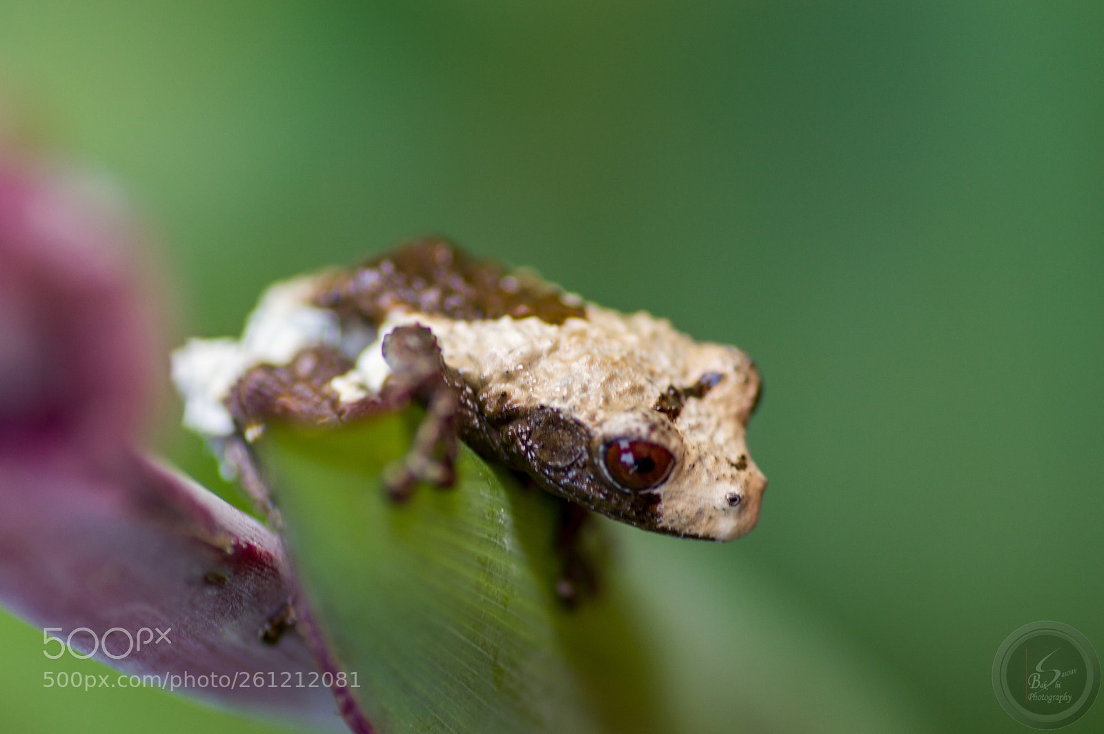 Nikon D3200 sample photo. Hill garden bug eyed photography