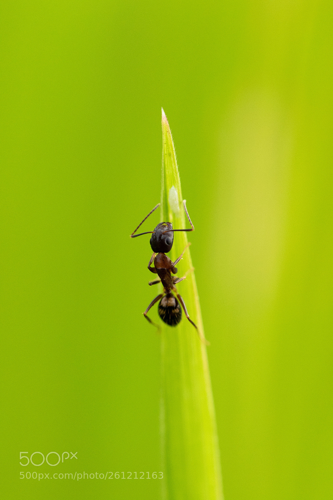 Canon EOS 7D Mark II sample photo. Up... photography