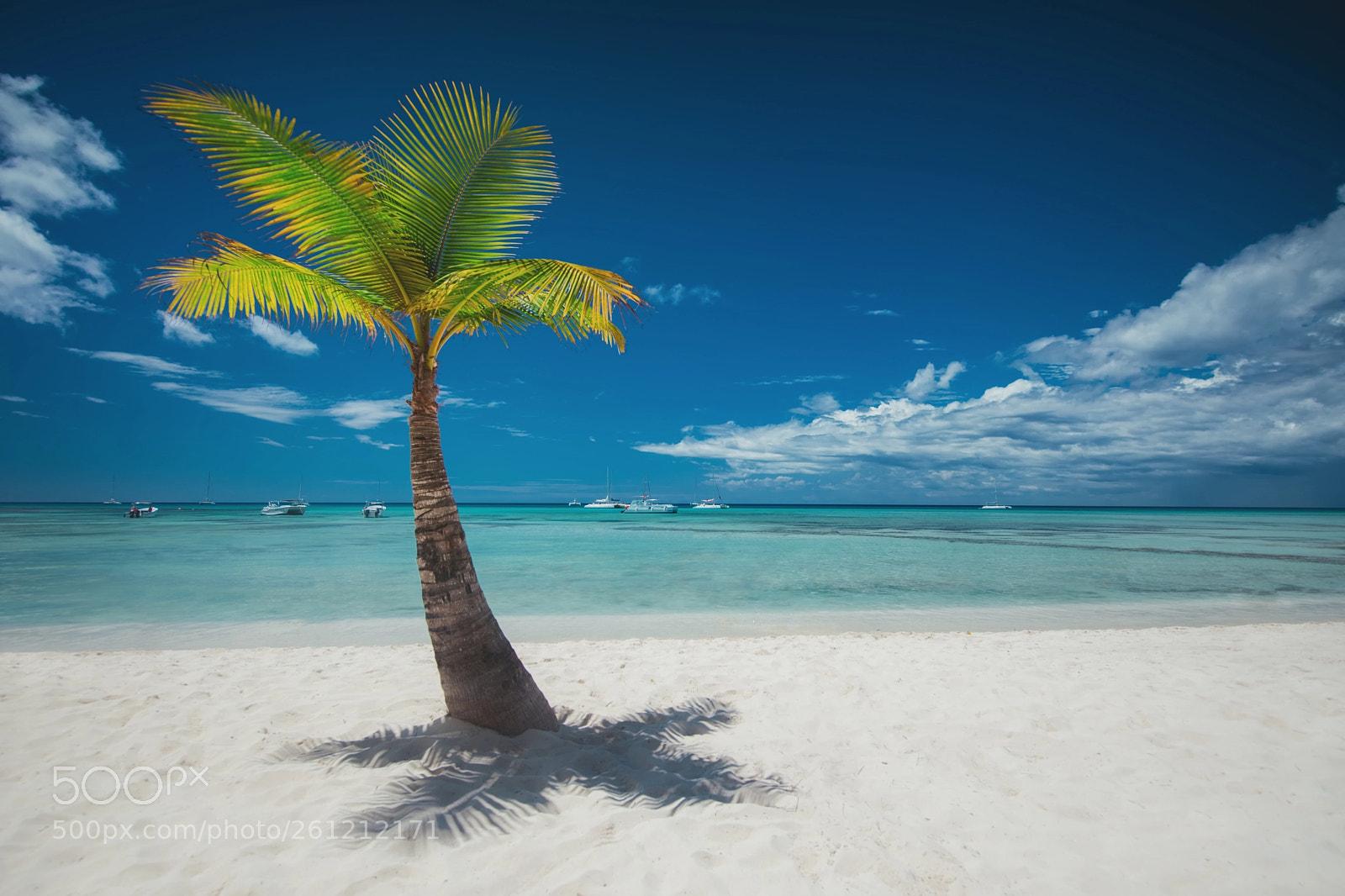 Canon EOS 5D Mark IV sample photo. Palmtree and tropical beach photography