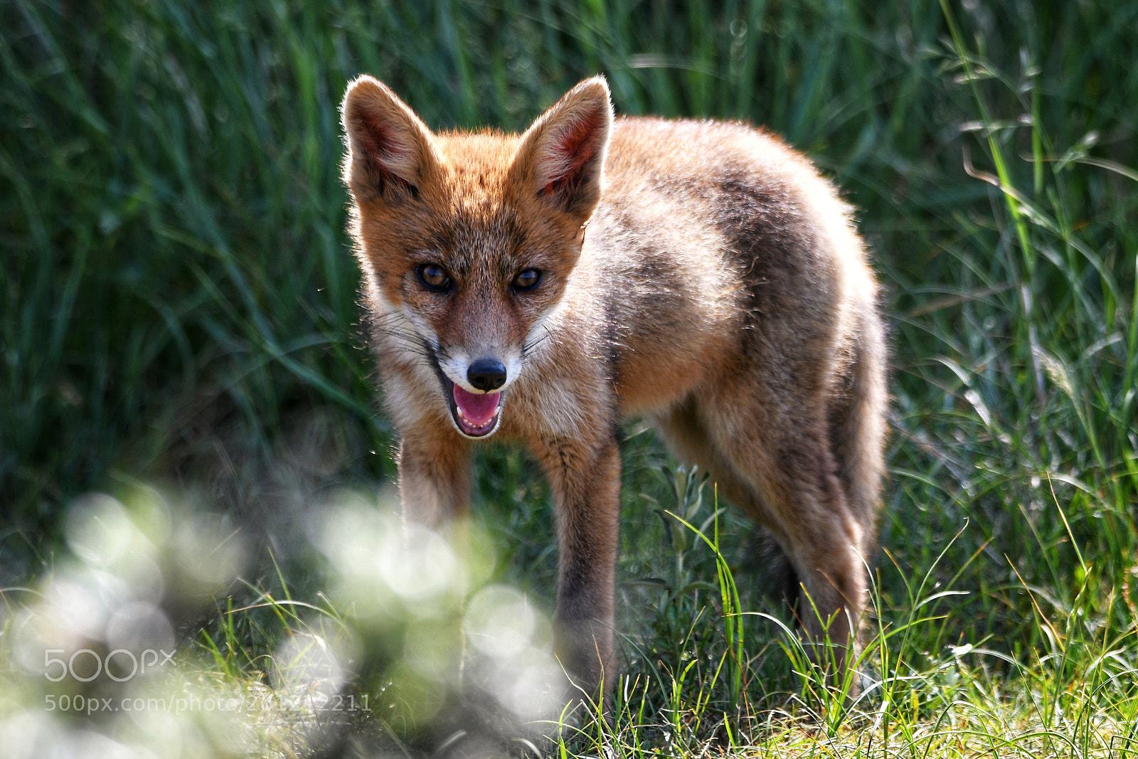 Nikon D7500 sample photo. Baby fox photography