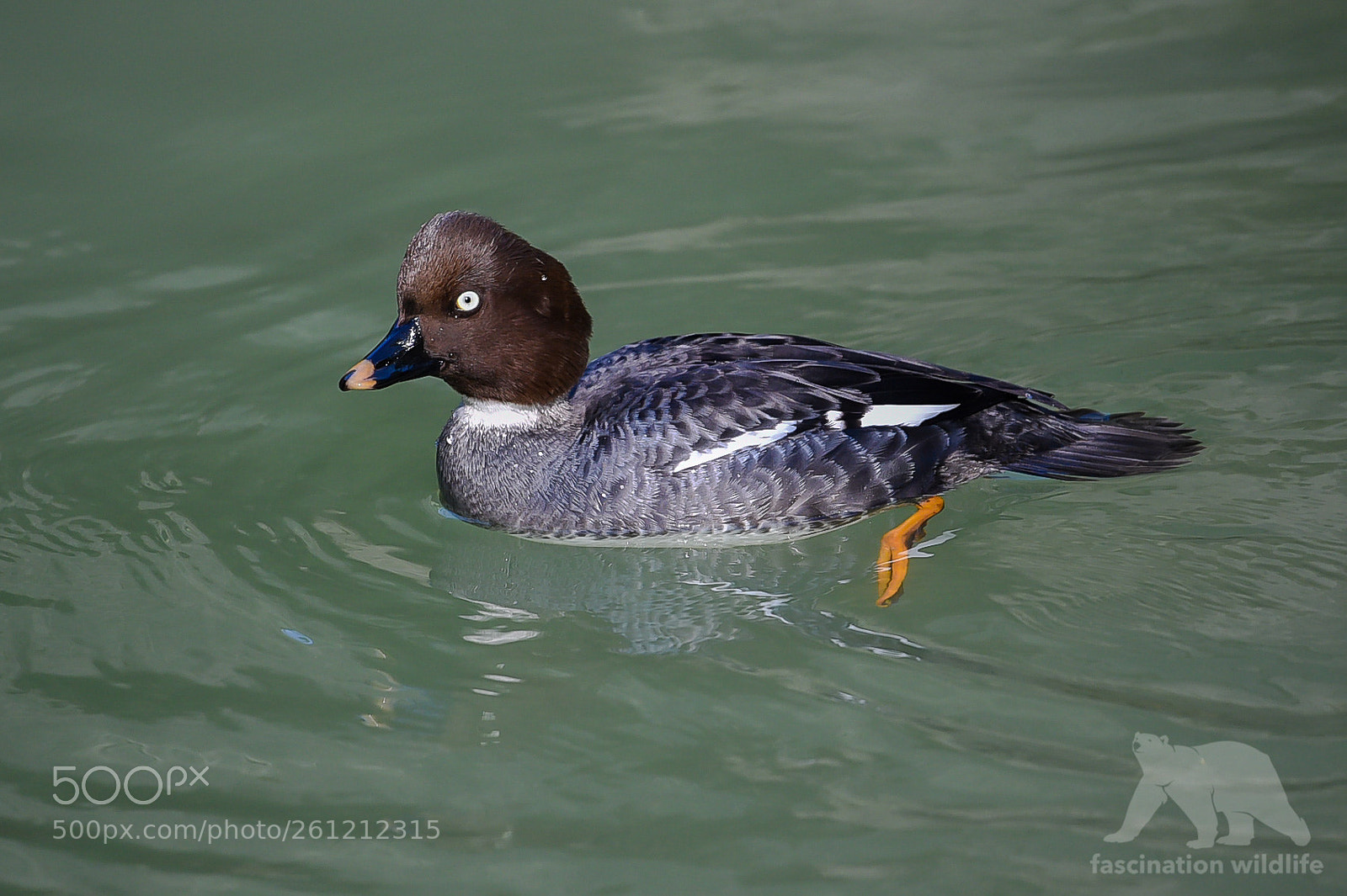 Nikon D4S sample photo. Golden eye photography