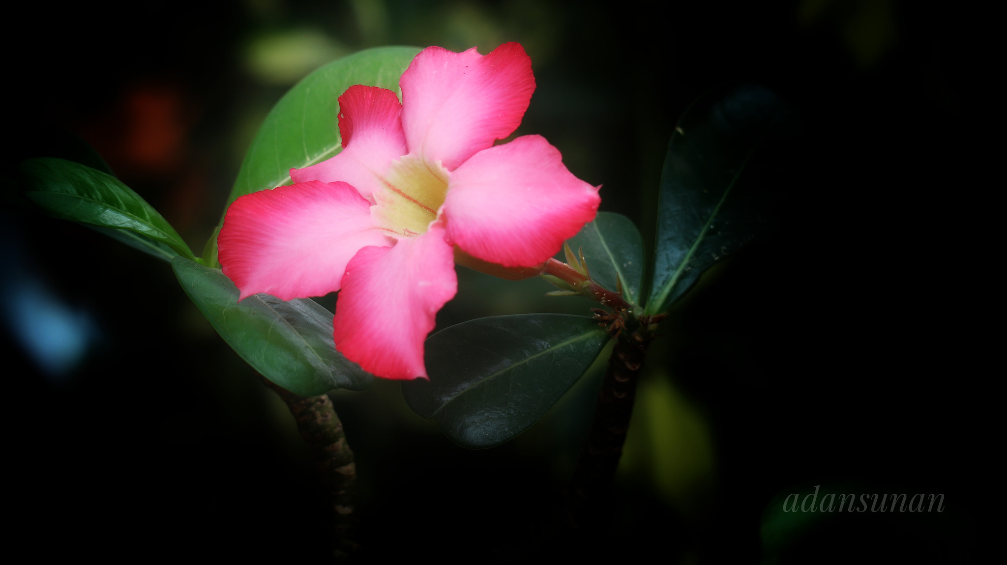 Canon EOS M10 sample photo. Kembang endah photography