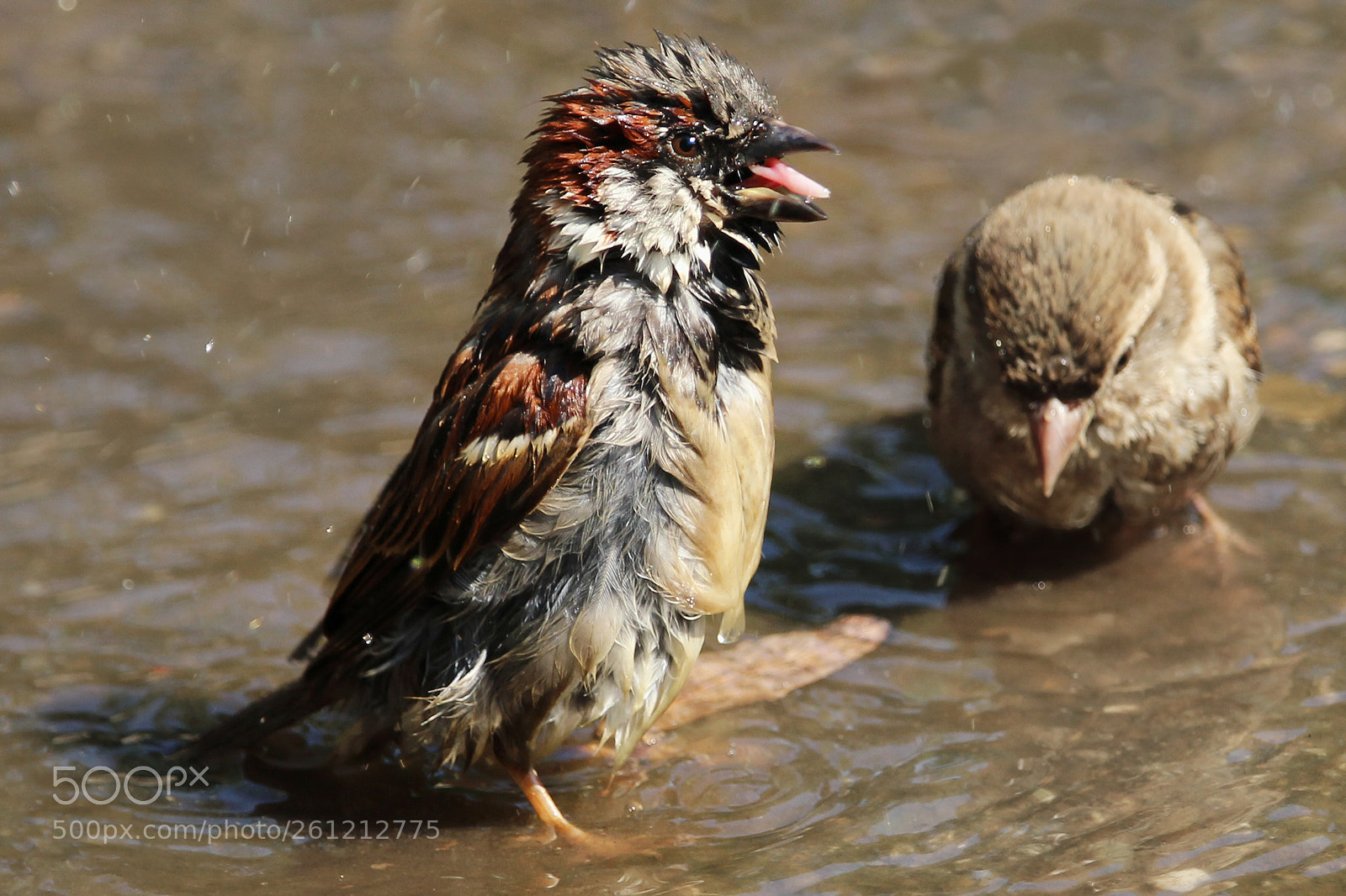 Canon EOS 600D (Rebel EOS T3i / EOS Kiss X5) sample photo. Bath time photography