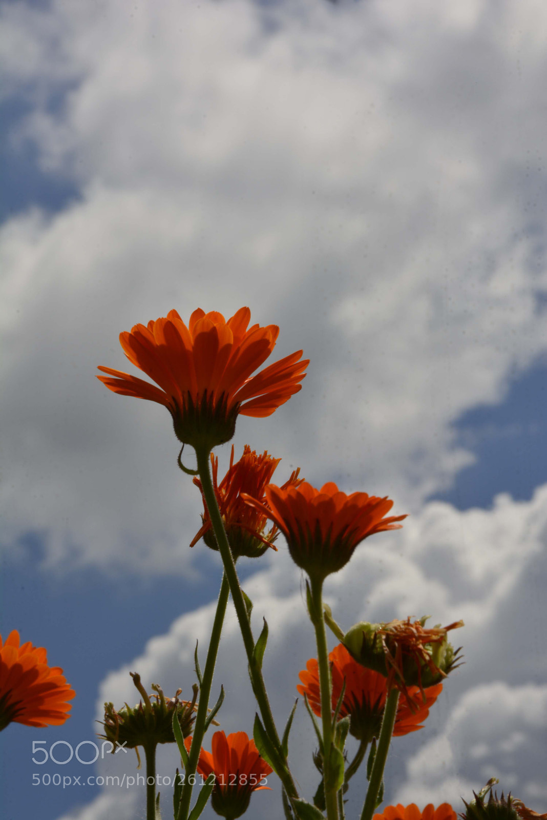 Nikon D7100 sample photo. Caléndulas photography