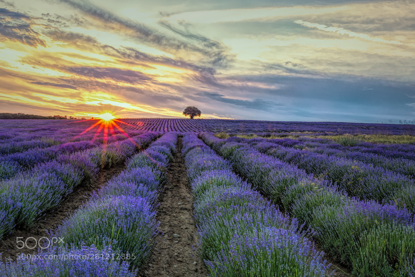 Canon EOS 5D Mark IV sample photo. Lavender fields photography