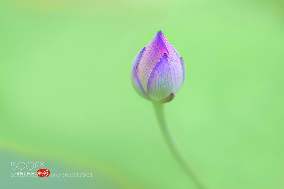 Nikon D3S sample photo. 尖尖角 photography
