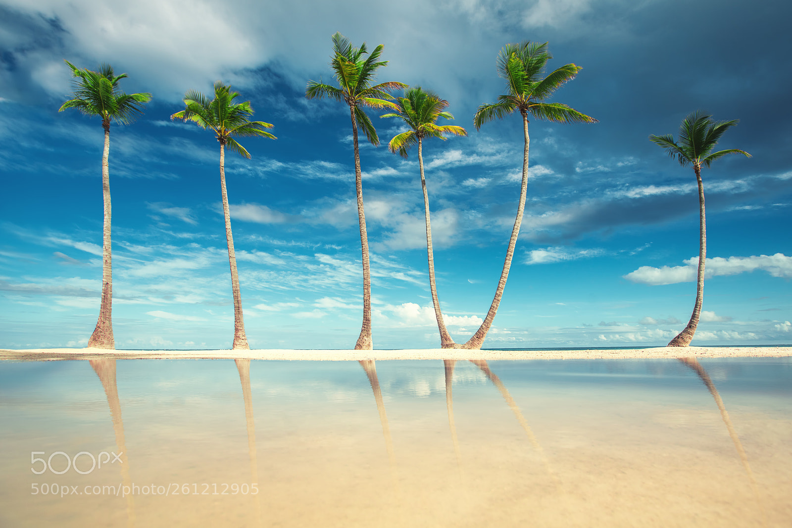 Sony a7R II sample photo. Coconut palm trees on photography