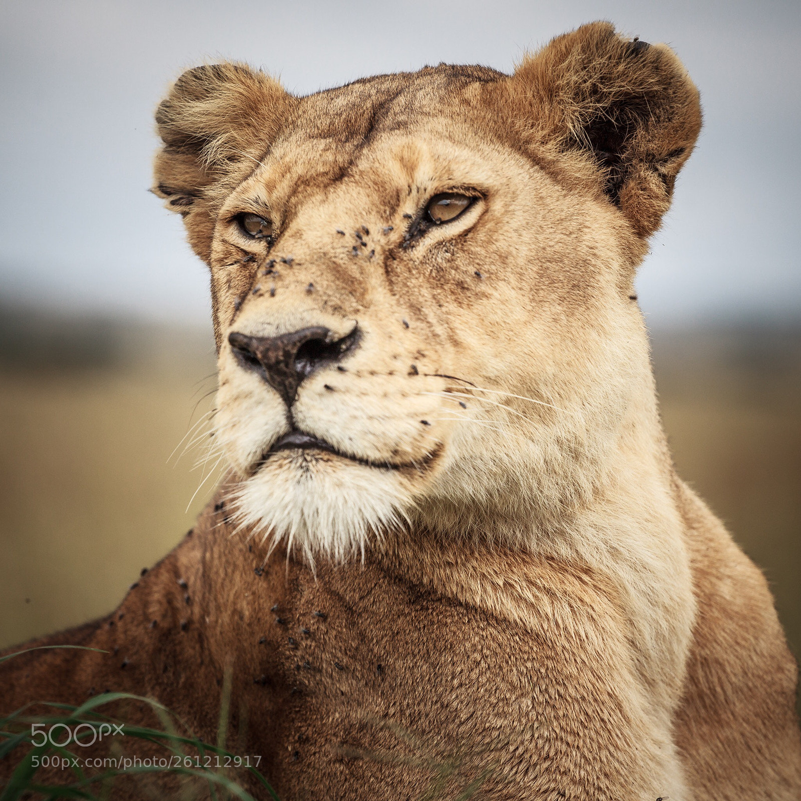 Canon EOS 5D Mark II sample photo. Lion photography