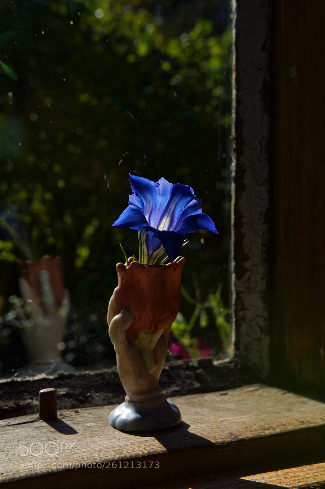 Nikon D7100 sample photo. Gentian photography
