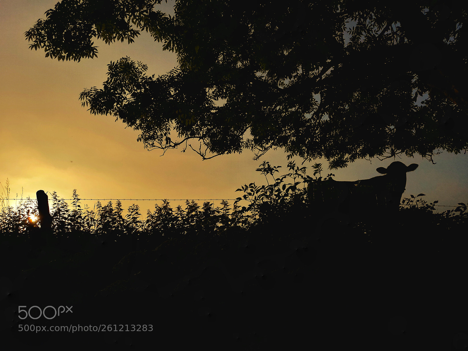 HUAWEI CLT-L09 sample photo. Silhouette photography