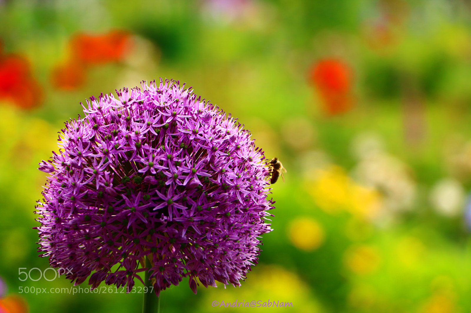 Canon EOS 750D (EOS Rebel T6i / EOS Kiss X8i) sample photo. Enjoying nature photography