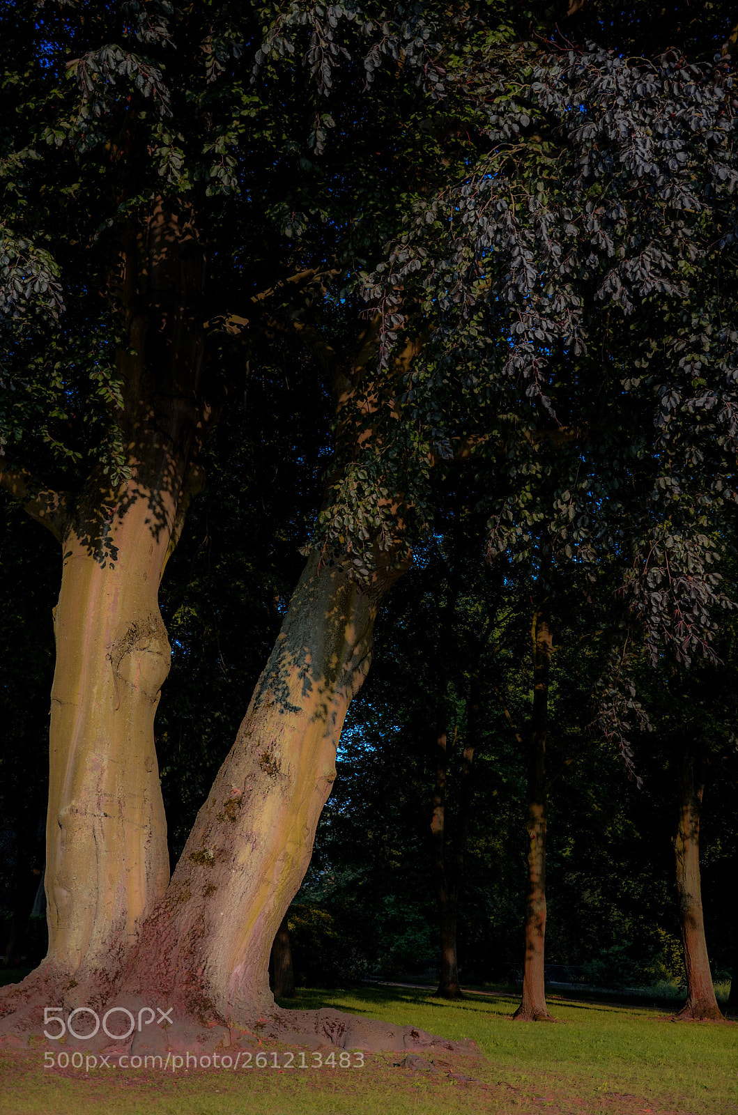 Nikon D7000 sample photo. The tree photography