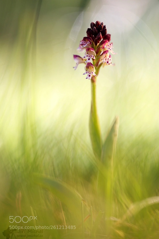 Canon EOS 5D Mark IV sample photo. Burnt orchid photography