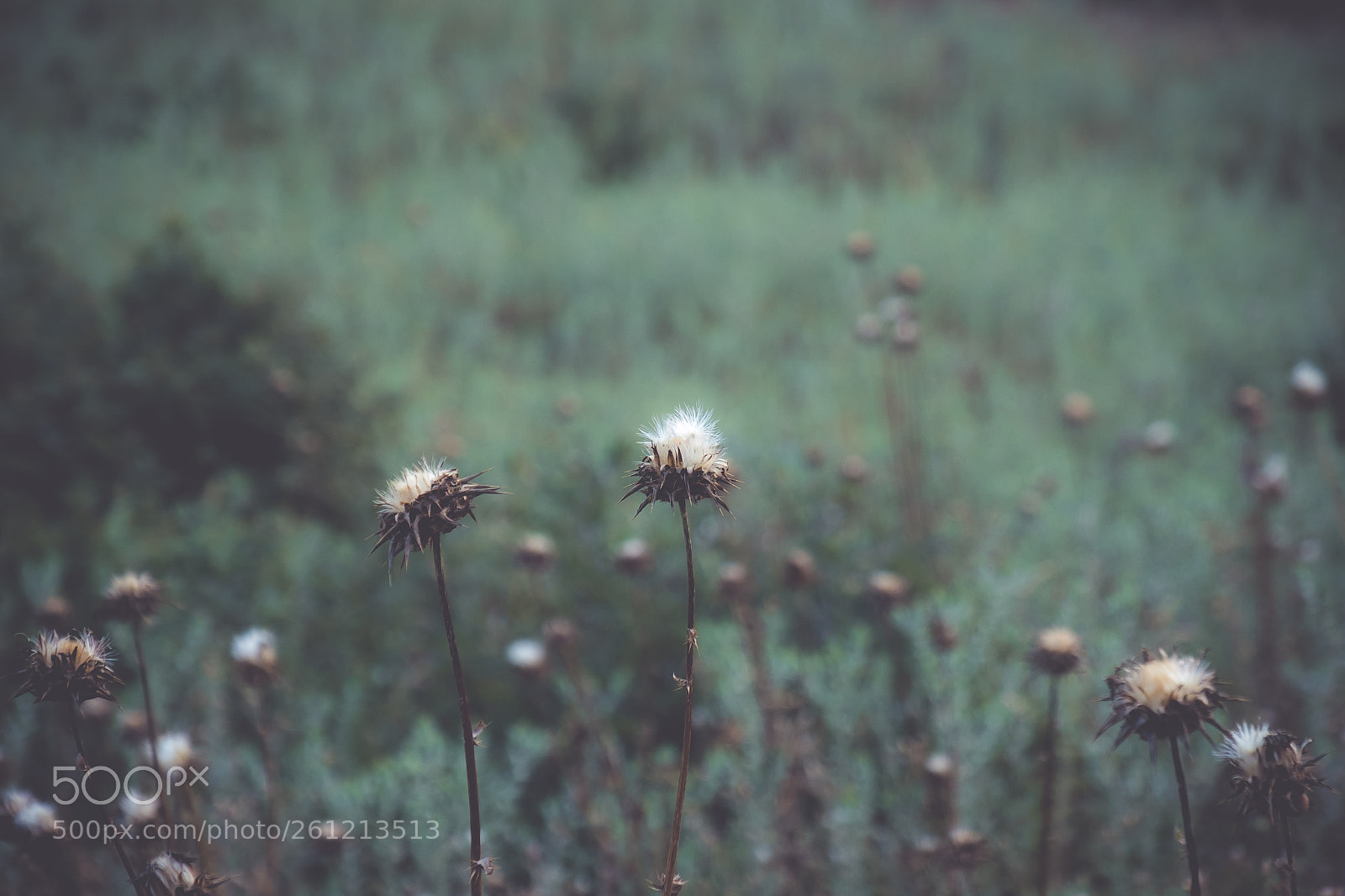Fujifilm X-T2 sample photo. Wild flower photography