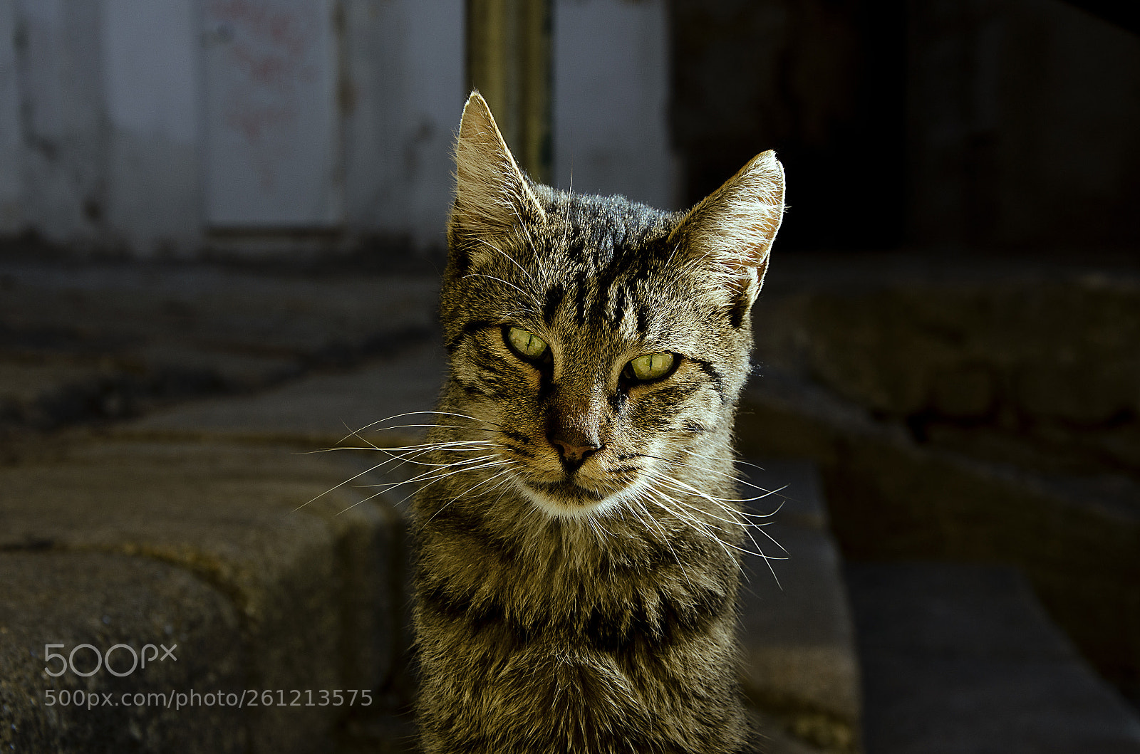 Nikon D5100 sample photo. " mysterious cat " photography