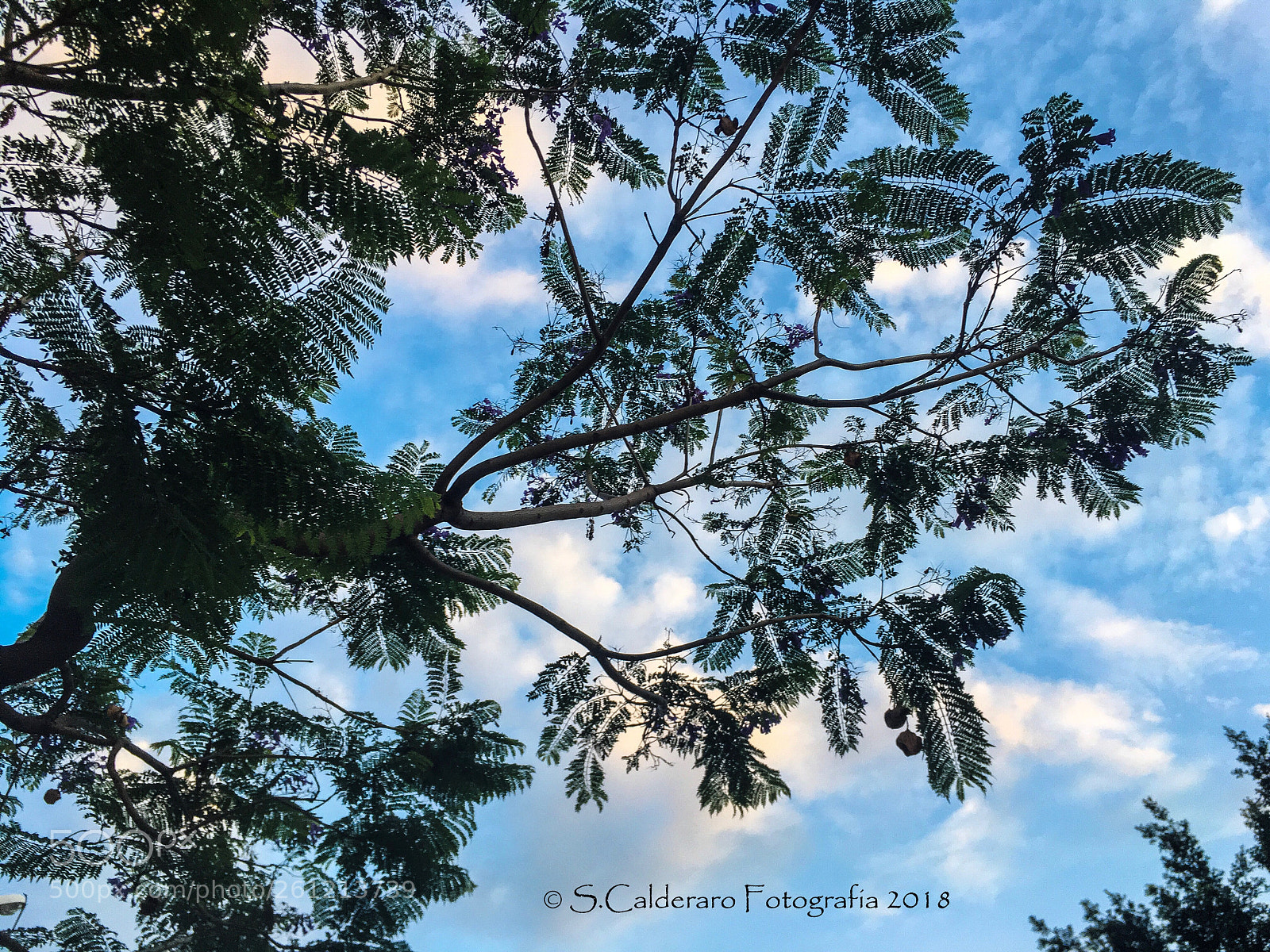 Apple iPhone SE sample photo. Nature.. photography