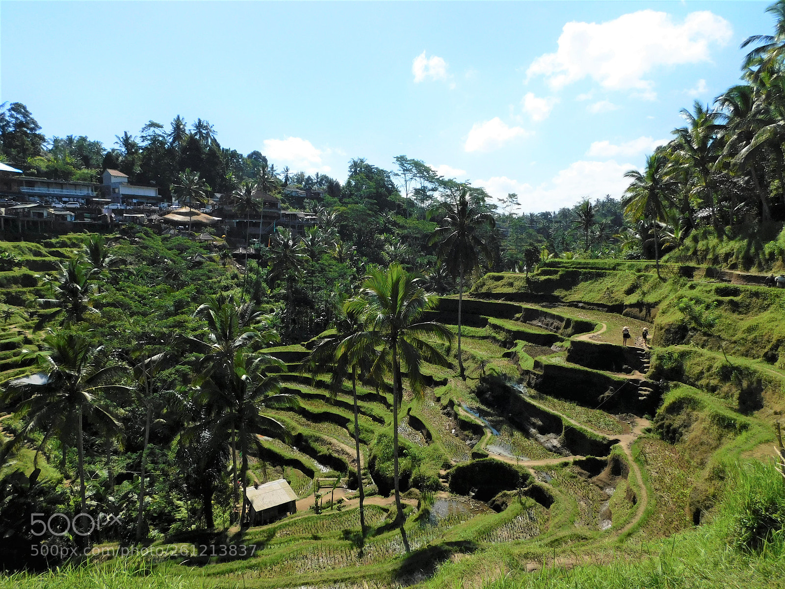 Nikon Coolpix L840 sample photo. Tegallalang rice terraces photography