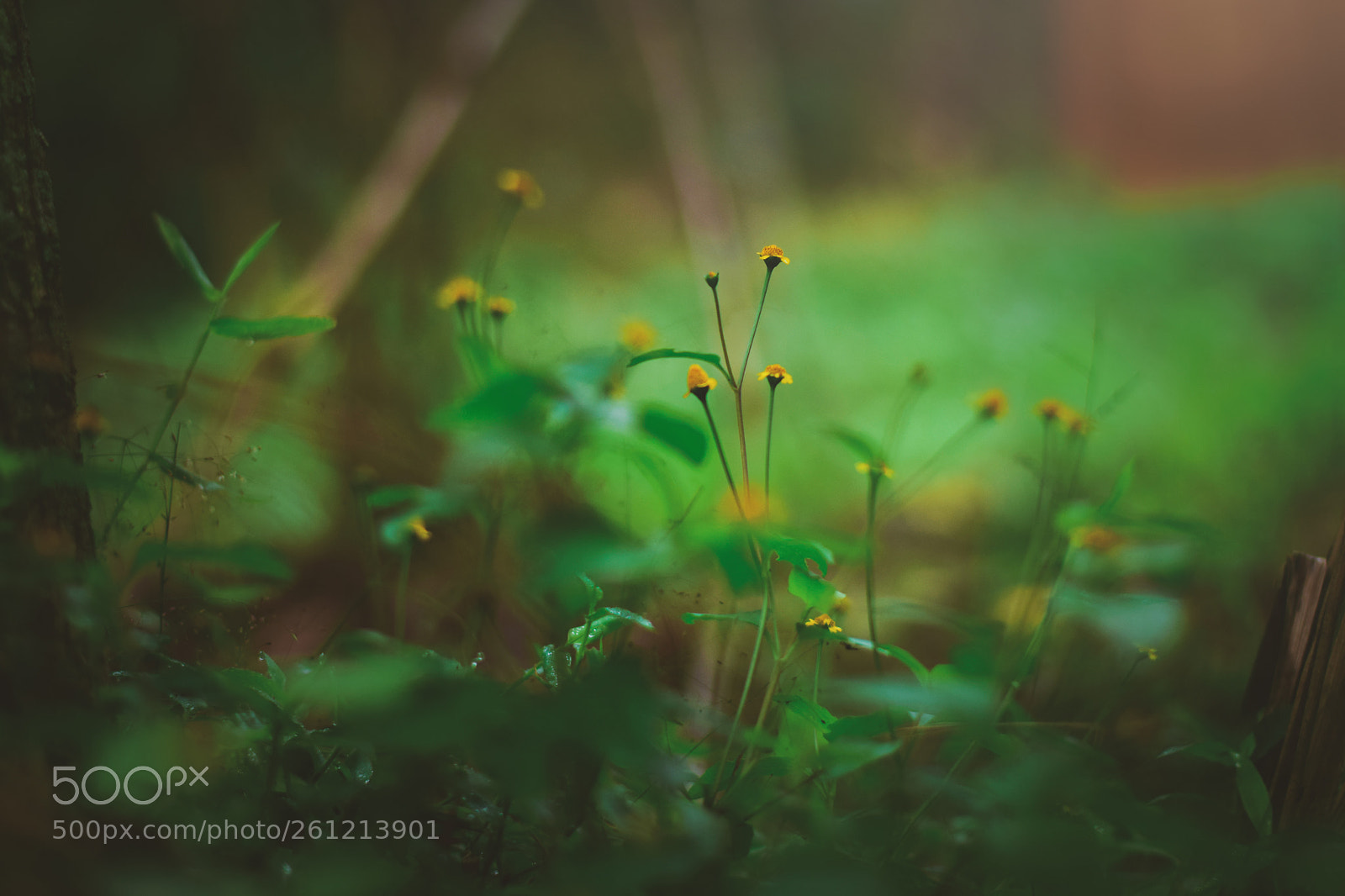 Nikon D5300 sample photo. Flora photography