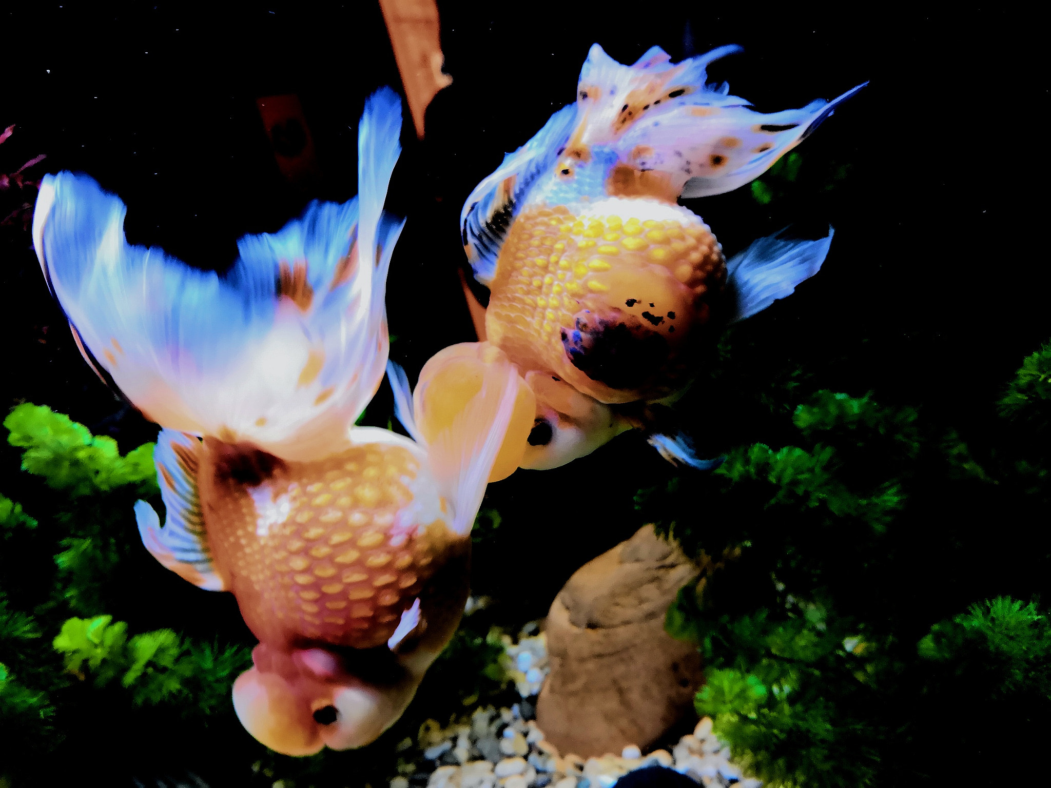 HUAWEI Honor 10 sample photo