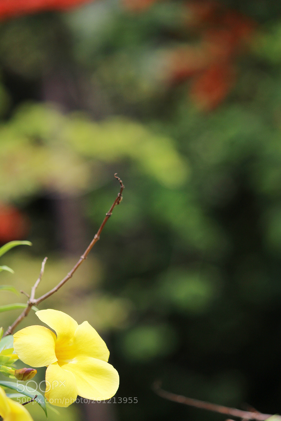 Canon EOS 1300D (EOS Rebel T6 / EOS Kiss X80) sample photo. Floral photography
