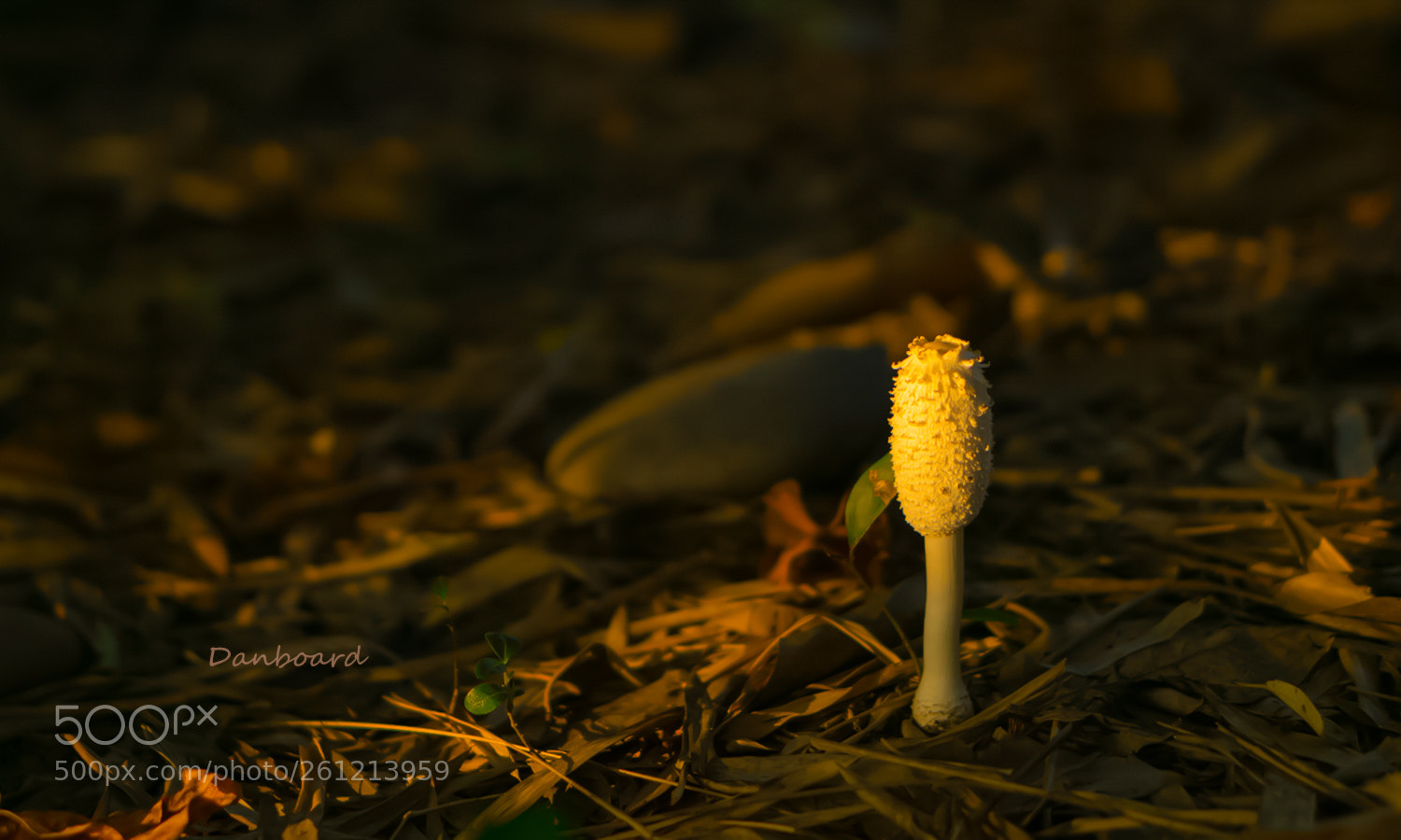 Sony a6000 sample photo. Untitled photography