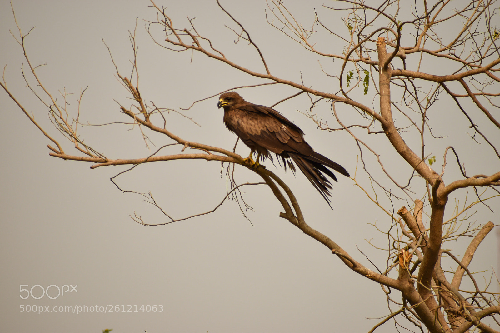 Nikon D5600 sample photo. Eagle photography