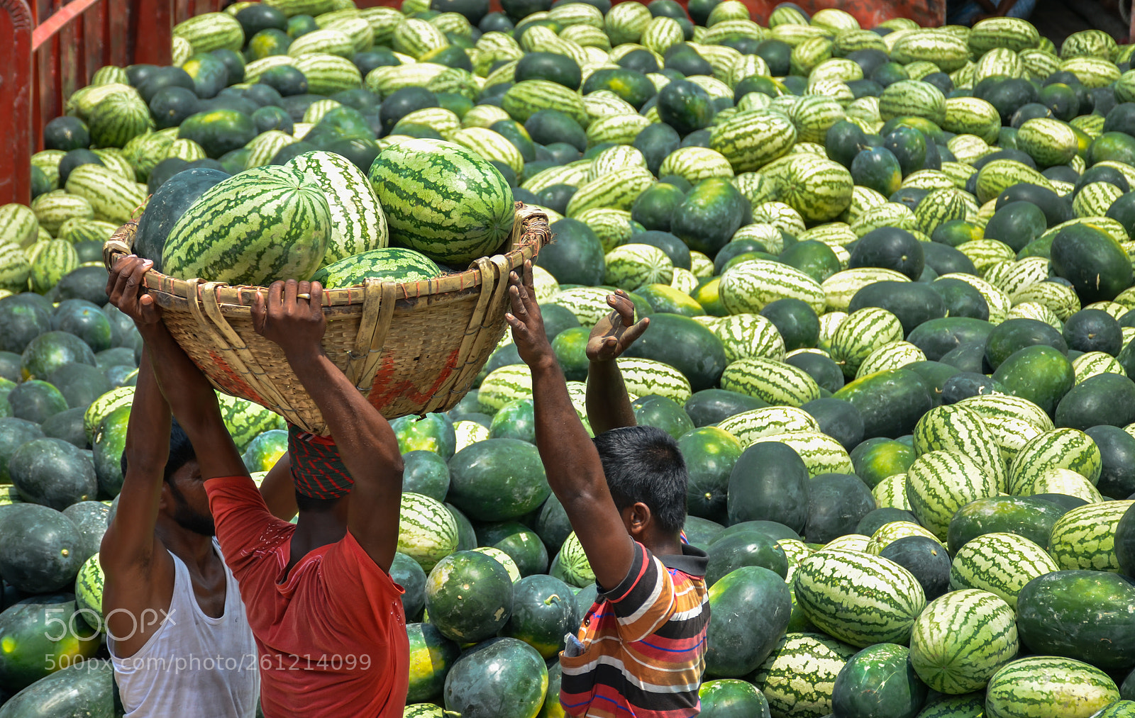 Nikon D7000 sample photo. Big watermelon background photography