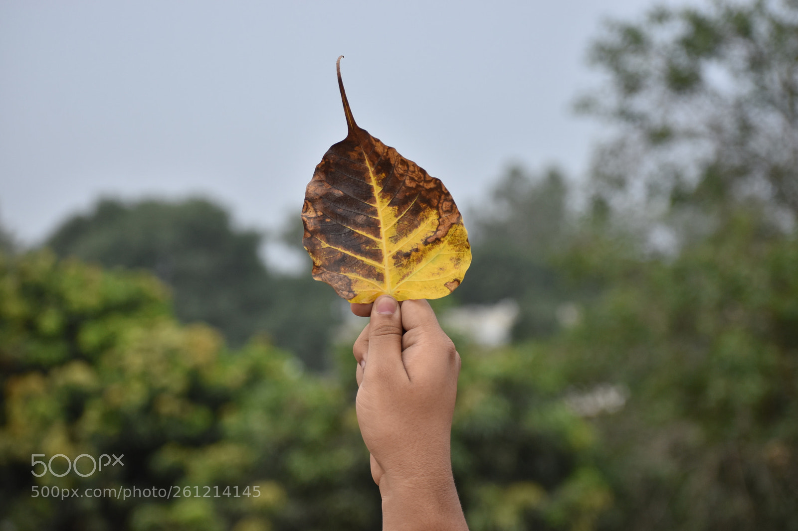 Nikon D5600 sample photo. Leaf photography